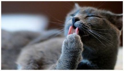 Десет причини, поради които котки мият или улика чистота мъркане