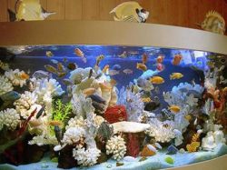 аквариум дизайн със собствените си ръце