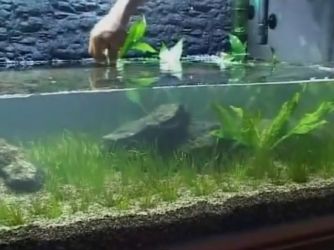 аквариум дизайн със собствените си ръце
