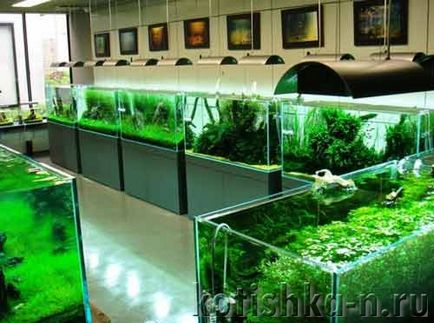 аквариум със собствен дизайн ръце - 40 различни опции