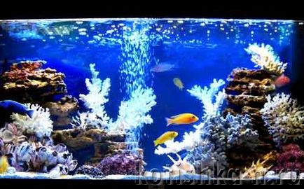 аквариум със собствен дизайн ръце - 40 различни опции