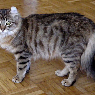 Дългокосмести котки размножават име, описание 33 снимки, видео
