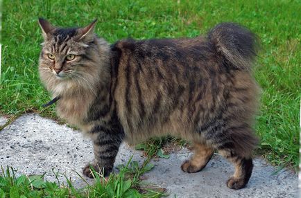 Дългокосмести котки размножават име, описание 33 снимки, видео
