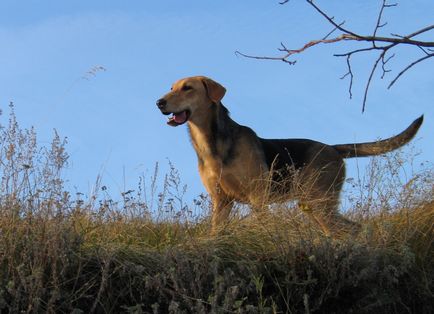 За кого е подходяща порода руски Hound