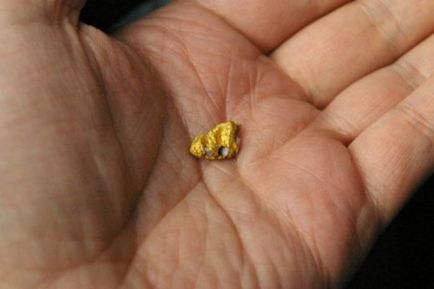 Gold методи минни, как да премахнете метала в реката през зимата, пясък, видео и снимки от процеса (злато) Gold методи минни, как да премахнете метала в реката през зимата, пясък, видео и фото процес