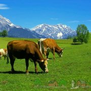 Доене машини и съоръжения за едър рогат добитък и видове прегледи