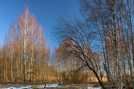 Дългосрочна прогноза за времето за месец март 2017 г., природа, общество, аргументи и факти