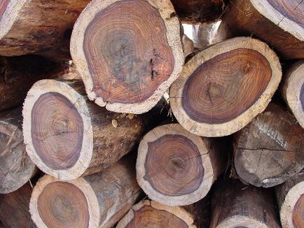 Скъпоценни палисандрово дърво - анализатор горската промишленост