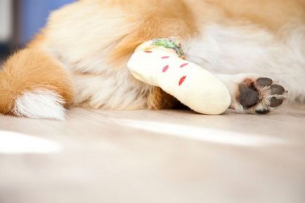 Ако кучето е скъсани сухожилия - Блог ветеринари - belanta
