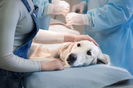Ако кучето е скъсани сухожилия - Блог ветеринари - belanta