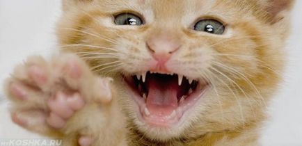 Имате ли котки и когато бебето зъби падат, когато те се променят