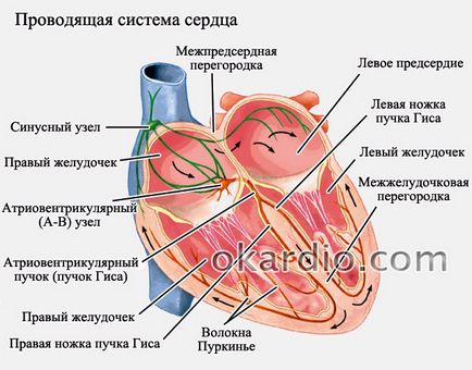 Предсърдно мъждене симптоми, лечение, и прогноза форма