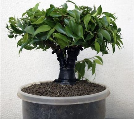 формация Ficus benjamina на стволови и корона в къщи, снимки, видео
