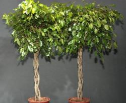 формация Ficus benjamina на стволови и корона в къщи, снимки, видео