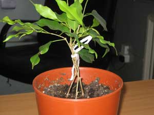 Получаване Ficus - като плитка Ficus как да растат Ficus-ил втулка Ficus-shtamb