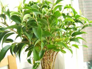 Получаване Ficus - като плитка Ficus как да растат Ficus-ил втулка Ficus-shtamb