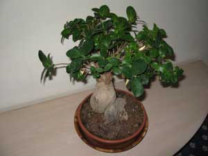 Получаване Ficus - като плитка Ficus как да растат Ficus-ил втулка Ficus-shtamb