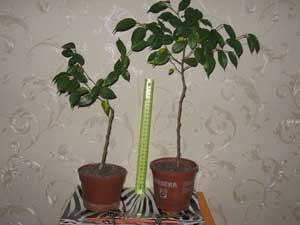 Получаване Ficus - като плитка Ficus как да растат Ficus-ил втулка Ficus-shtamb
