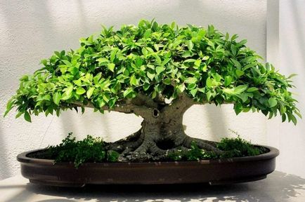 Образуване на benjamina подстригване корона Ficus и топинг у дома