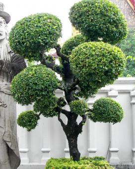 Формирането на короната и резитба Ficus benjamina топинг у дома