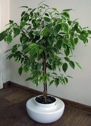 Образуване на benjamina подстригване корона Ficus и топинг у дома