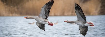 Гъши дроб какво е, рецепти, хранителни традиции