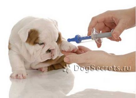 Хепатит в кучета признаци, симптоми, лечение