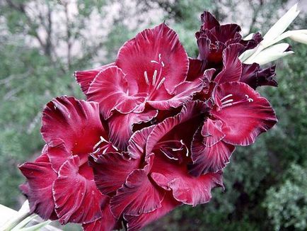 Gladiolus засаждане и грижи, когато да се засаждат през пролетта, как да растат