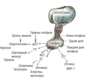 Хипофизни хормони и техния ефект върху тялото