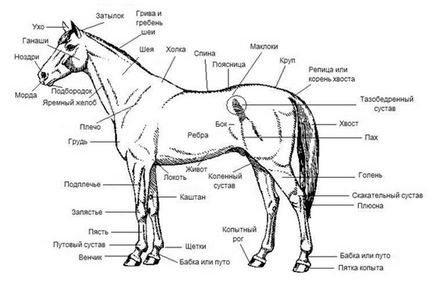 Инструкции с за клане на коне във видео дома