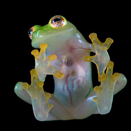 Интересни факти за жаби