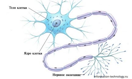 Какво е човешкото тяло