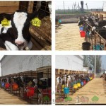 Производство навес за кравите с техните ръце диаграми и снимки