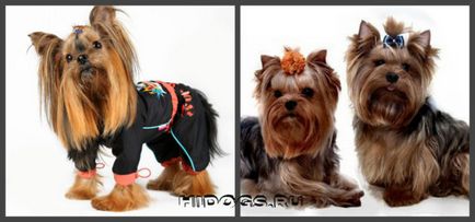 Йоркширски териер порода характеристики, грижи, кученца (снимки)
