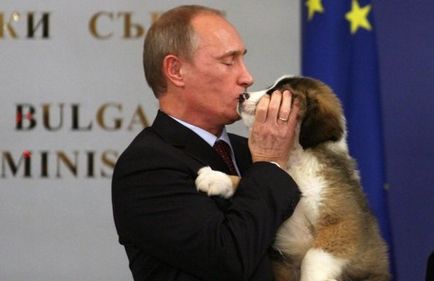 Какво порода куче на Путин снимка и описание