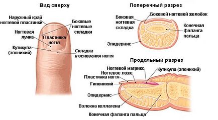 Как бързо растат ноктите си у дома бани и други начини