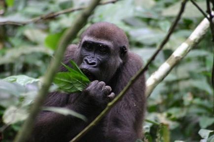 Както горили да разговарят помежду си