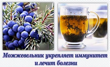 Как да използвате хвойна в рецептите на традиционната медицина (хвойна) Как да използвате хвойна в рецептите на традиционната медицина