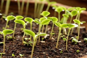 Как да се използва кора семената като органичен тор в градината