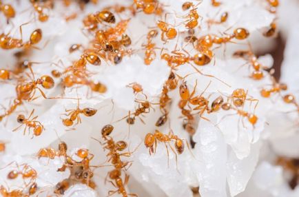 Как да се отървем от мравки в апартамента на най-добрите инструменти и техники