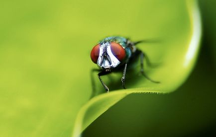 Как да се отървем от мухи в къщата, която ще ви помогне и че той е безполезен за