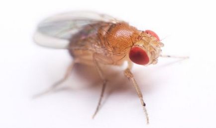 Как да се отървем от мухи в апартамента, у дома, как да се справят с мухи дома