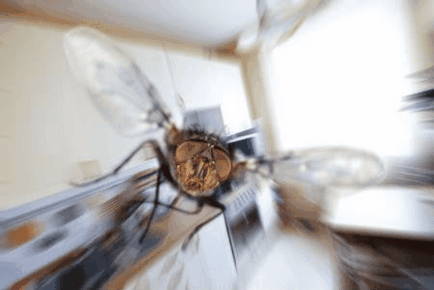 Как да се отървем от мухи в апартамента, у дома, как да се справят с мухи дома