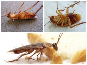 Как да се отървете от хлебарки в апартамент завинаги домашни видове хлебарки, описание, ревюта