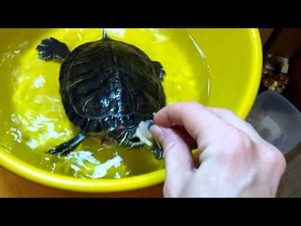 Как да се хранят костенурките krasnouhih