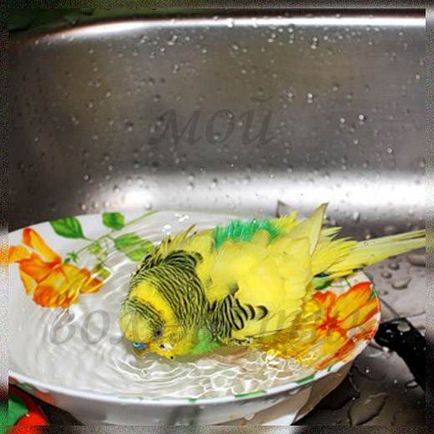 Как да се къпе папагал няколко начина за къпане - моят живот