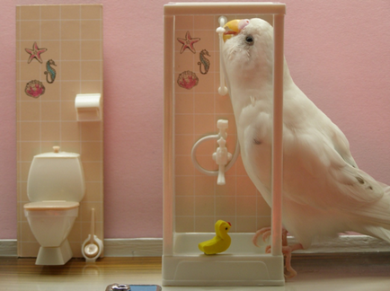 Как да се къпе папагал няколко начина за къпане - моят живот