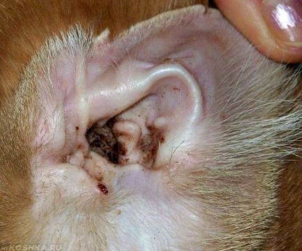 Как за лечение на ухото акари при котки в дома си лекарствата от народната медицина
