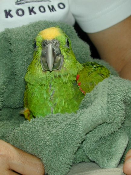 Как да се измие папагалчетата