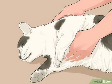 Как да се разцепват счупен крак котка